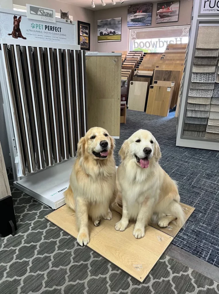 Pets at showroom | California Cushion & Carpet