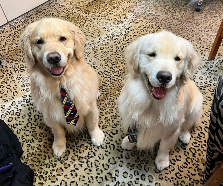 Pet on Area rug | California Cushion & Carpet